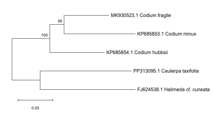 Figure 5: Phylogenetic tree of the target organism (Codium fragile) and four additional taxa based on the tufA gene with 1000 bootstrap runs.